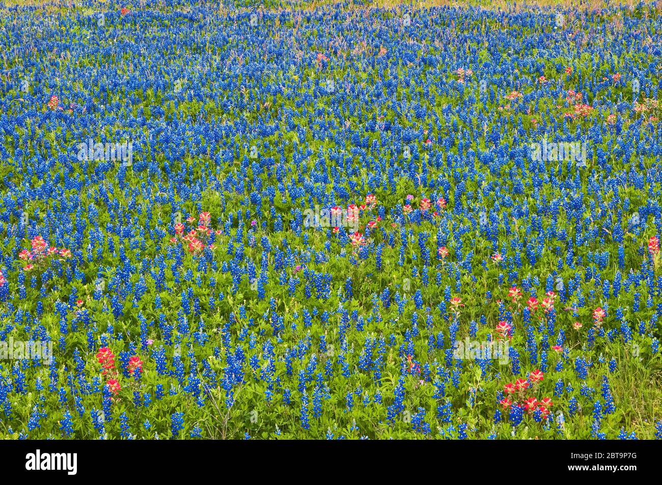 Campo di bluebonnet e fiori selvatici di pennello indiano a bordo strada in primavera, vicino Helena, Texas, Stati Uniti Foto Stock