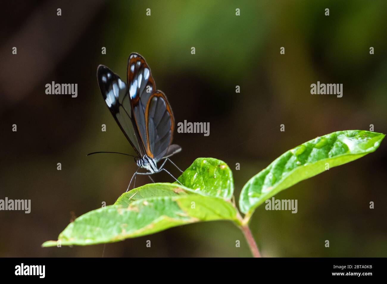 Glasswing Butterfly riposante su una foglia nella foresta pluviale tropicale. Foto Stock