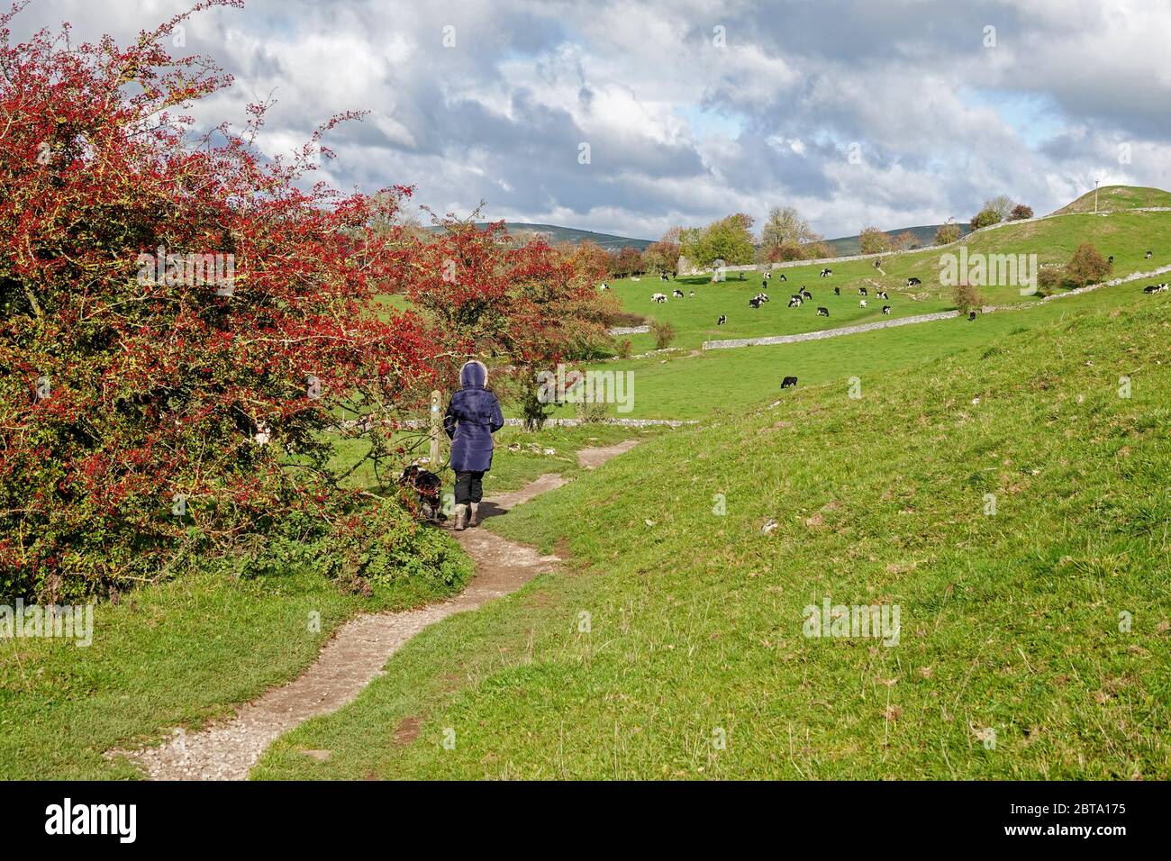 Una donna che cammina con il suo cane in un campo di mucche vicino a Hartington, Derbyshire, Inghilterra, Regno Unito Foto Stock