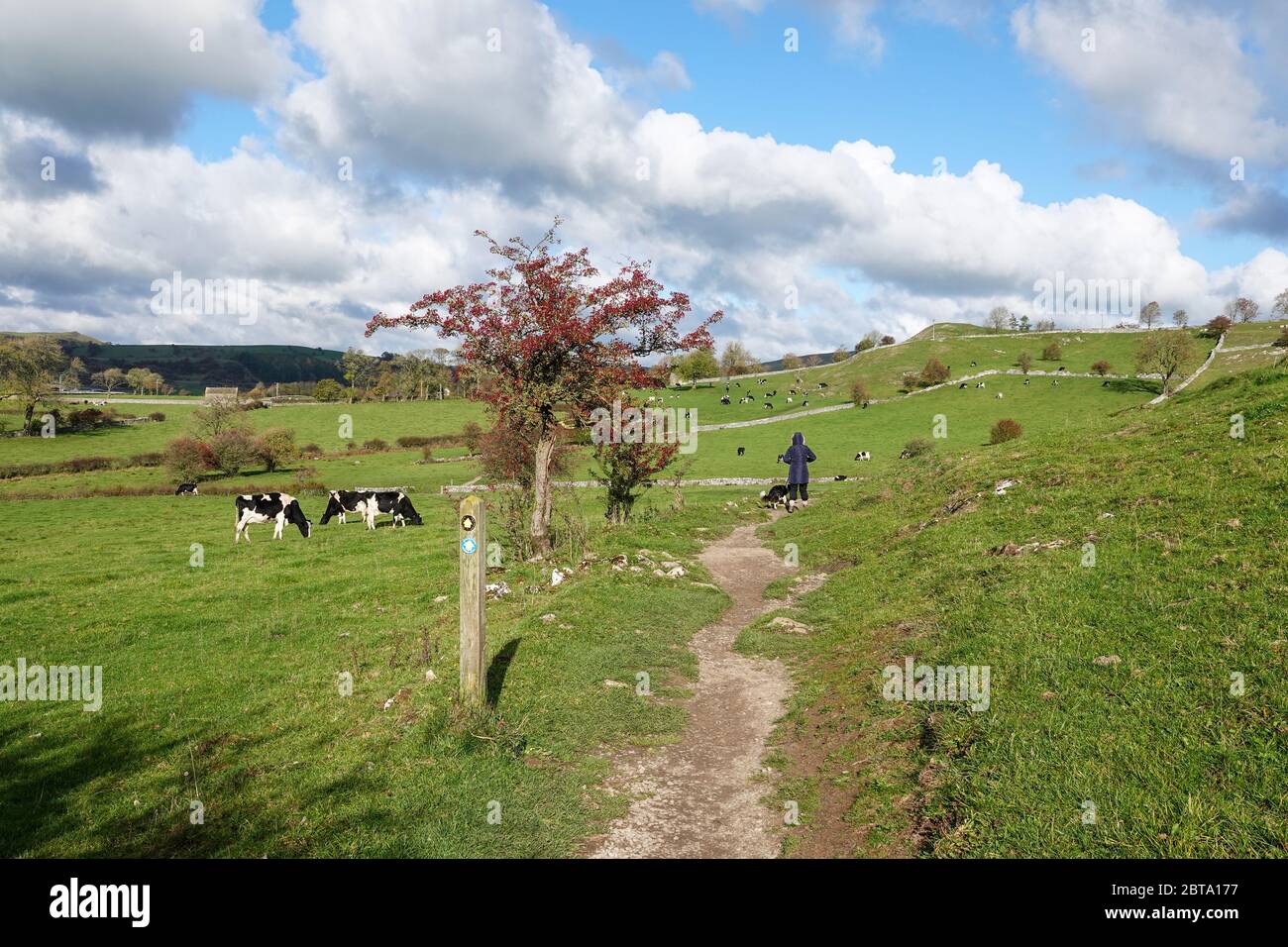 Una donna che cammina con il suo cane in un campo di mucche vicino a Hartington, Derbyshire, Inghilterra, Regno Unito Foto Stock