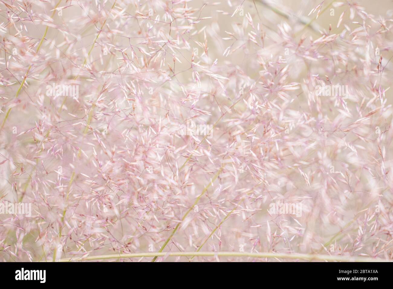 soft rosa erba piante sfondo disegno modello Foto Stock
