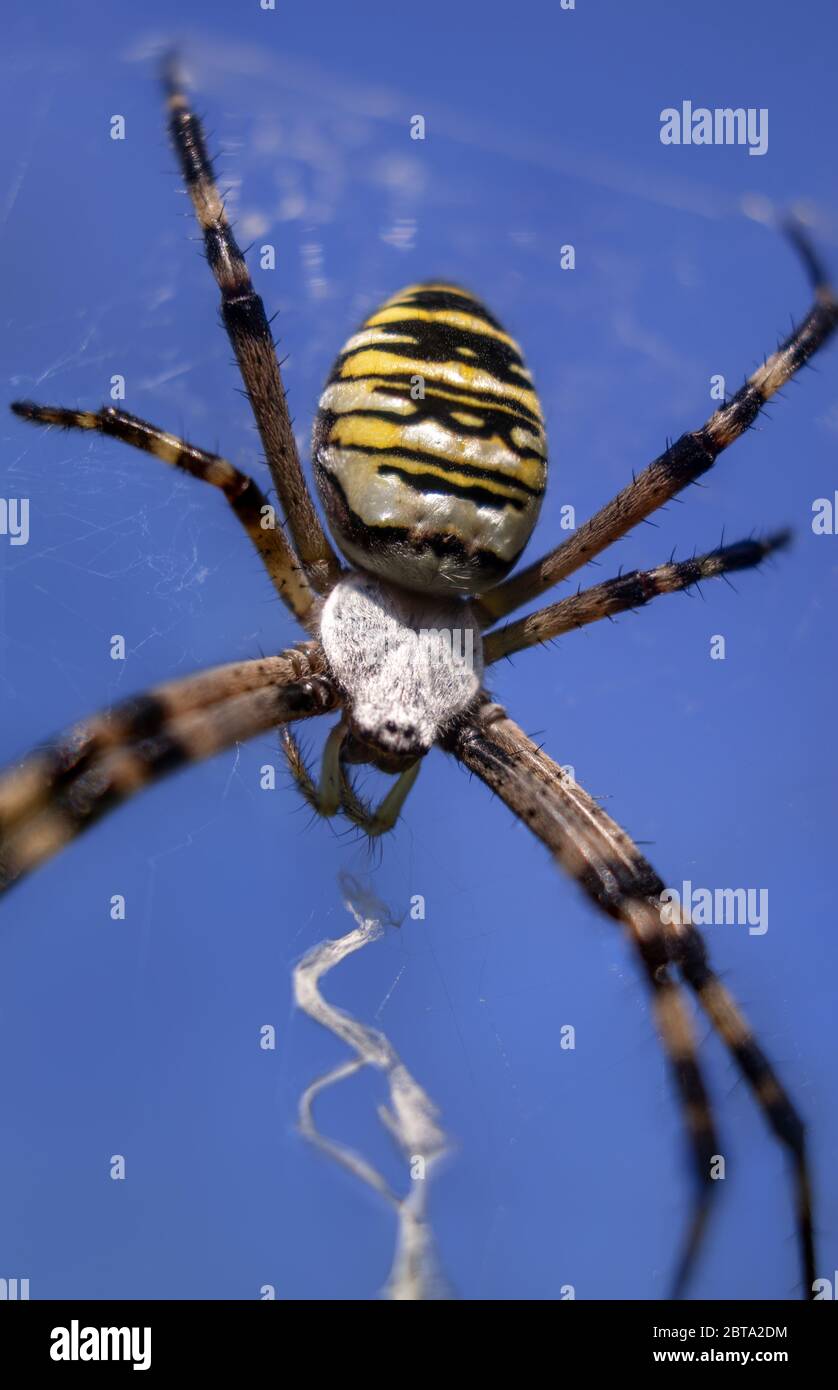 Giallo Wasp Spider Argiope bruennichi su cobweb su uno sfondo blu cielo Foto Stock