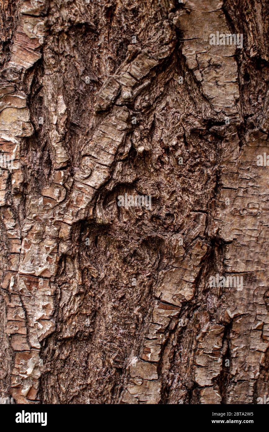 albero marrone corteccia tronco disegno di modello di sfondo Foto Stock