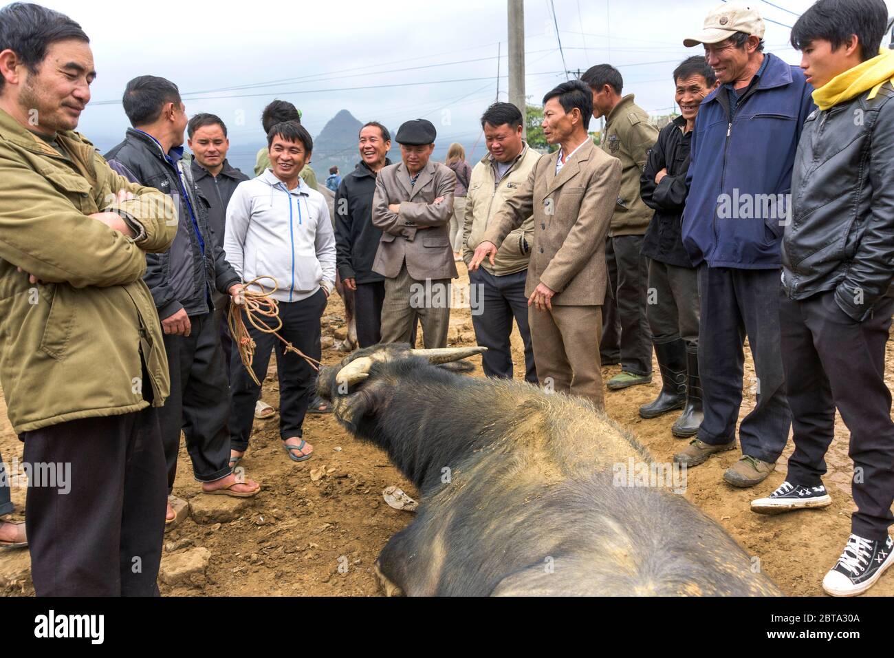 Bac ha, Vietnam, 5 gennaio 2020 - i popoli che vendono vacche asiatiche su un mercato degli animali Foto Stock