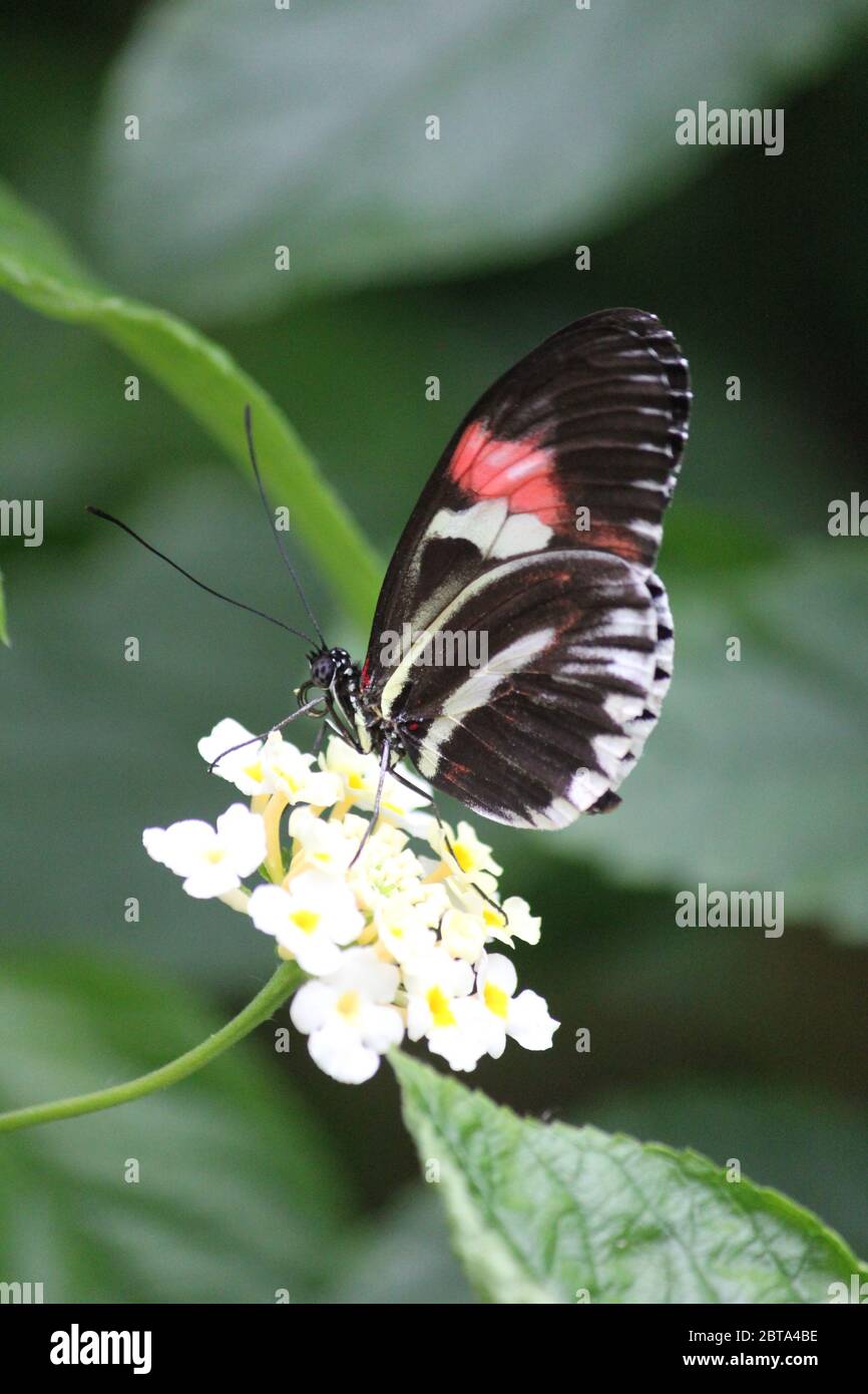 La grande farfalla mormone Foto Stock