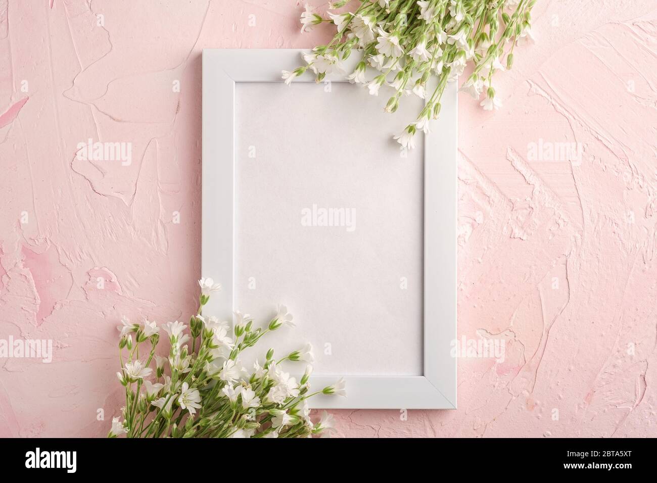 Bianco mockup cornice vuota foto con mouse-orecchio fiori di ceci su sfondo rosa textured, vista dall'alto spazio copia Foto Stock