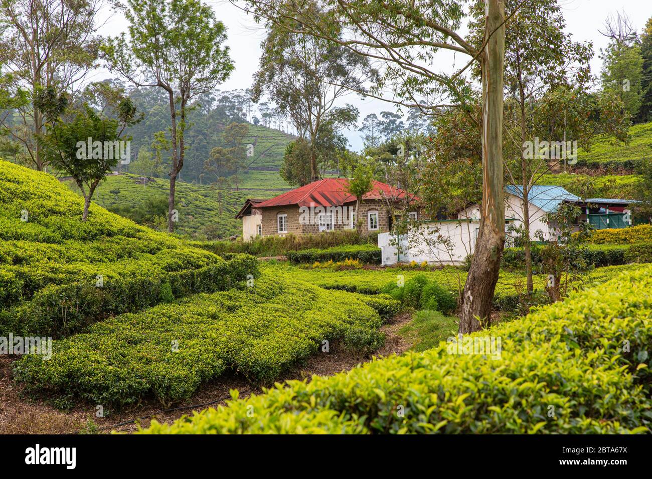 Giardini del tè nelle alture dello Sri Lanka. Foto Stock