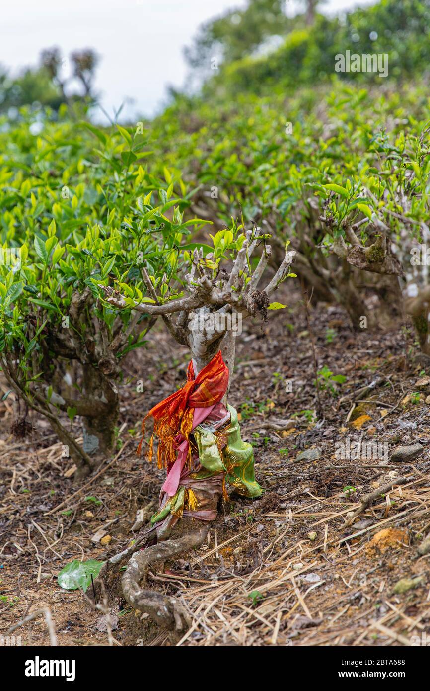 Giardini del tè nelle alture dello Sri Lanka. Foto Stock