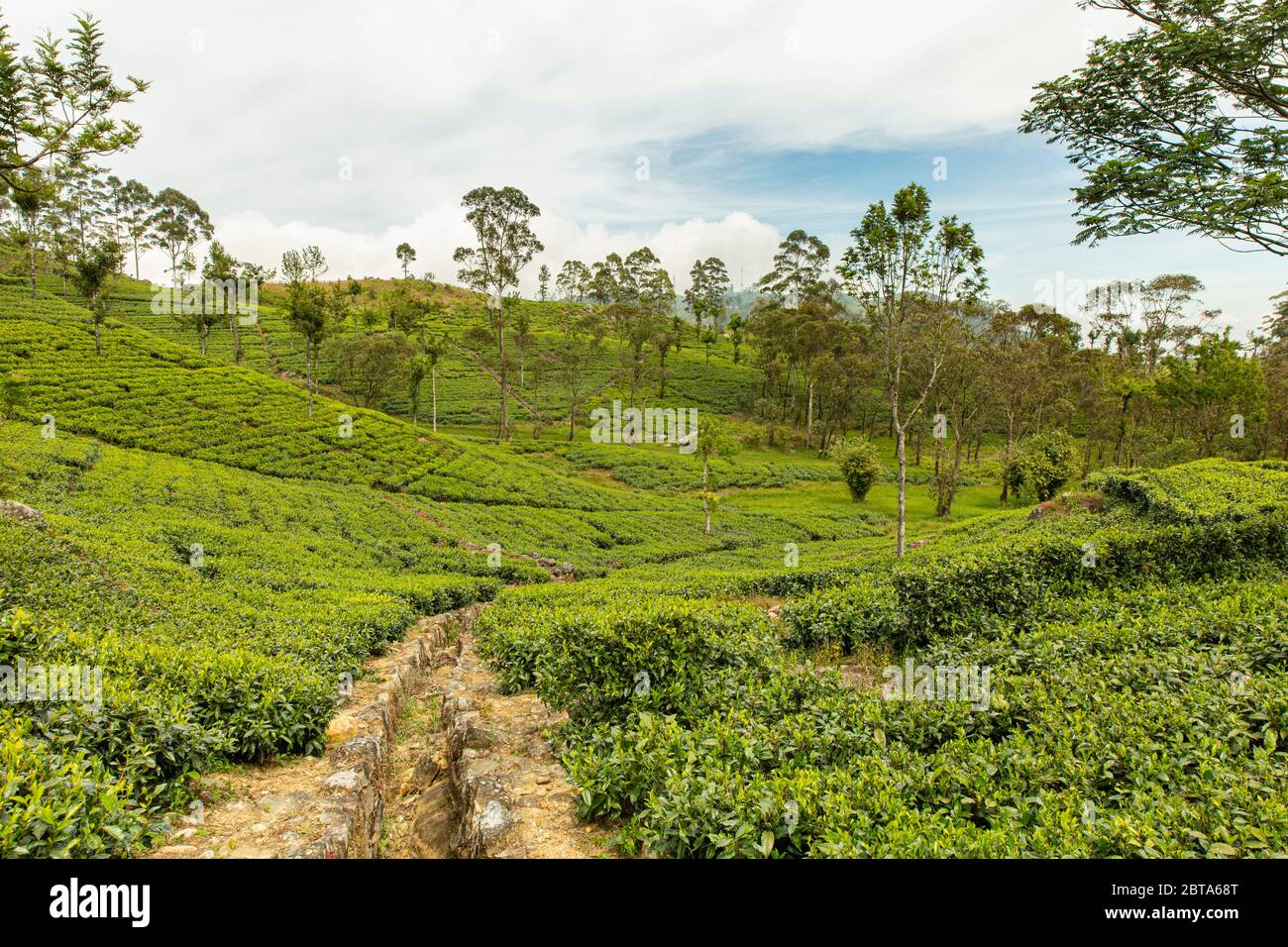 Giardini del tè nelle alture dello Sri Lanka. Foto Stock
