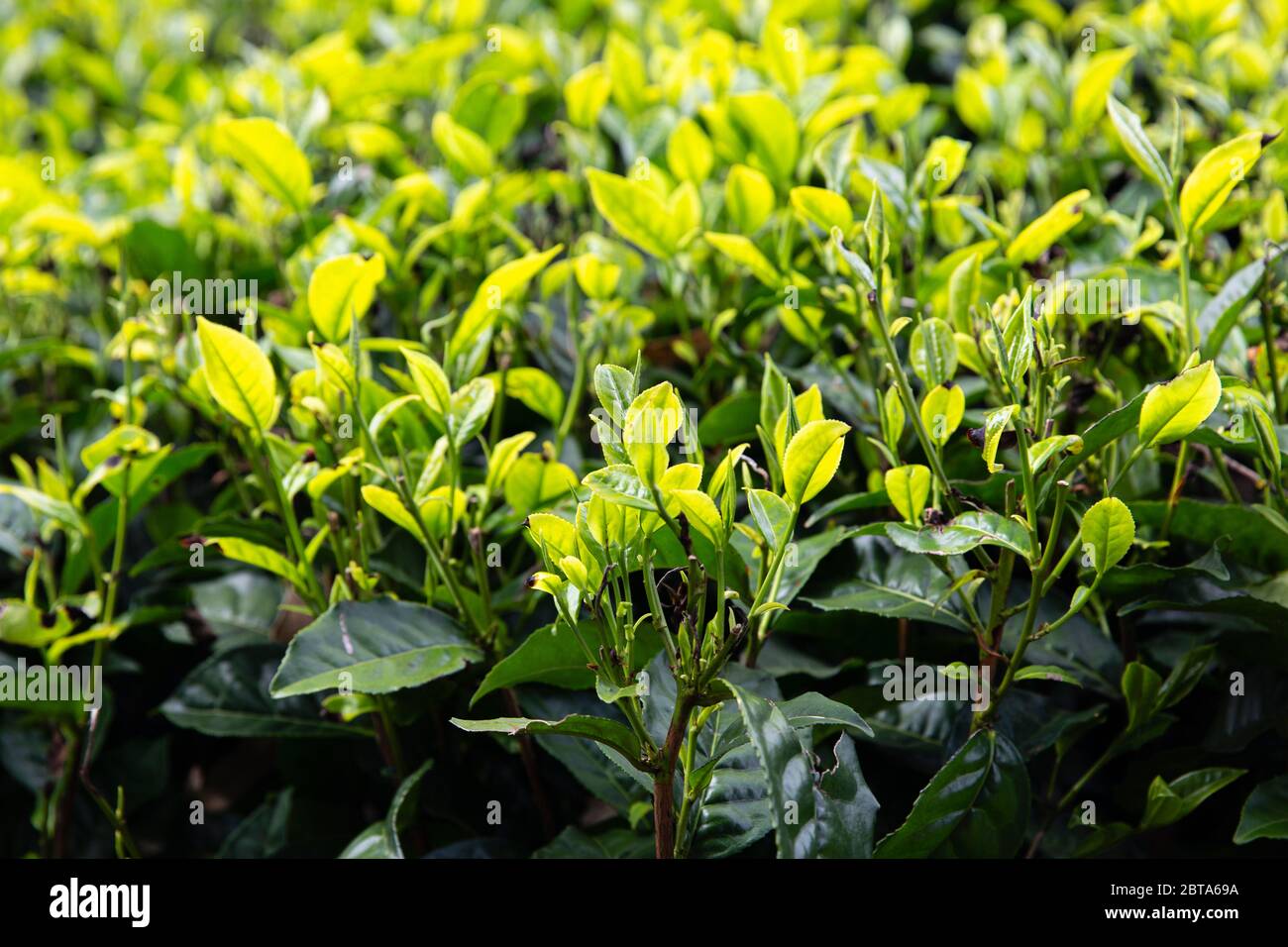 Giardini del tè nelle alture dello Sri Lanka. Foto Stock