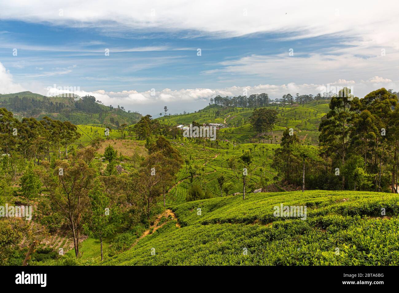 Giardini del tè nelle alture dello Sri Lanka. Foto Stock