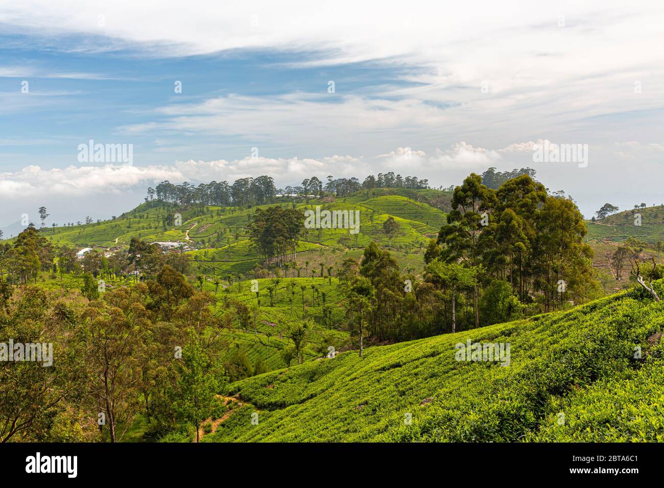 Giardini del tè nelle alture dello Sri Lanka. Foto Stock