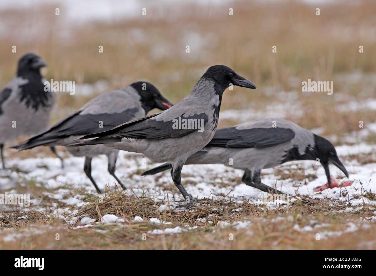 CORVO CON CAPPUCCIO (corvus corone cornix) gruppo che si nutre di frattaglie in un campo innevato. Foto Stock