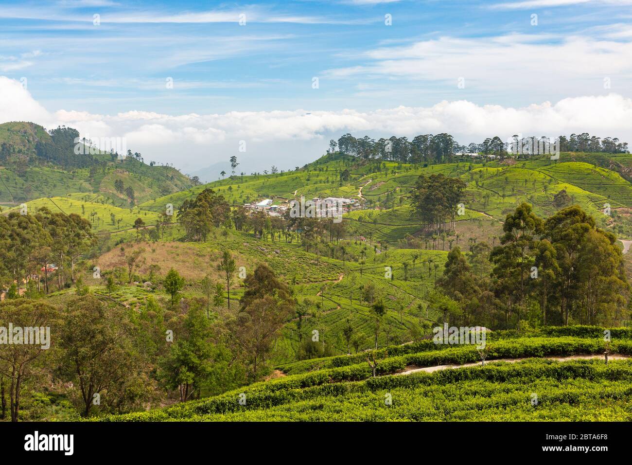 Giardini del tè nelle alture dello Sri Lanka. Foto Stock