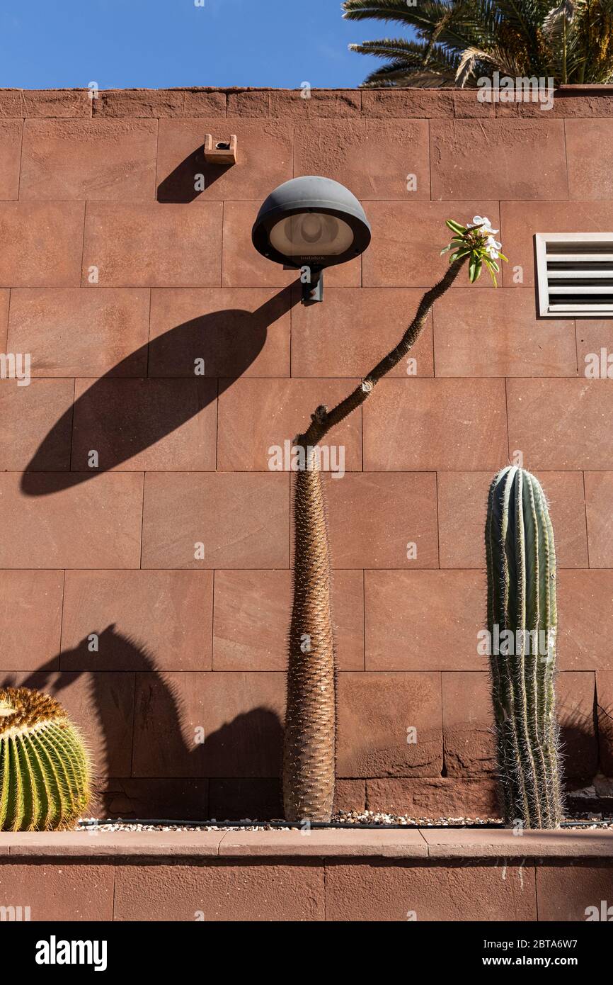 Piante di Cactus in piantatrice di fronte a parete piastrellata rossa con lampione stradale durante la fase uno di de-escalation del Covid 19, coronavirus, Stato di Emergenc Foto Stock