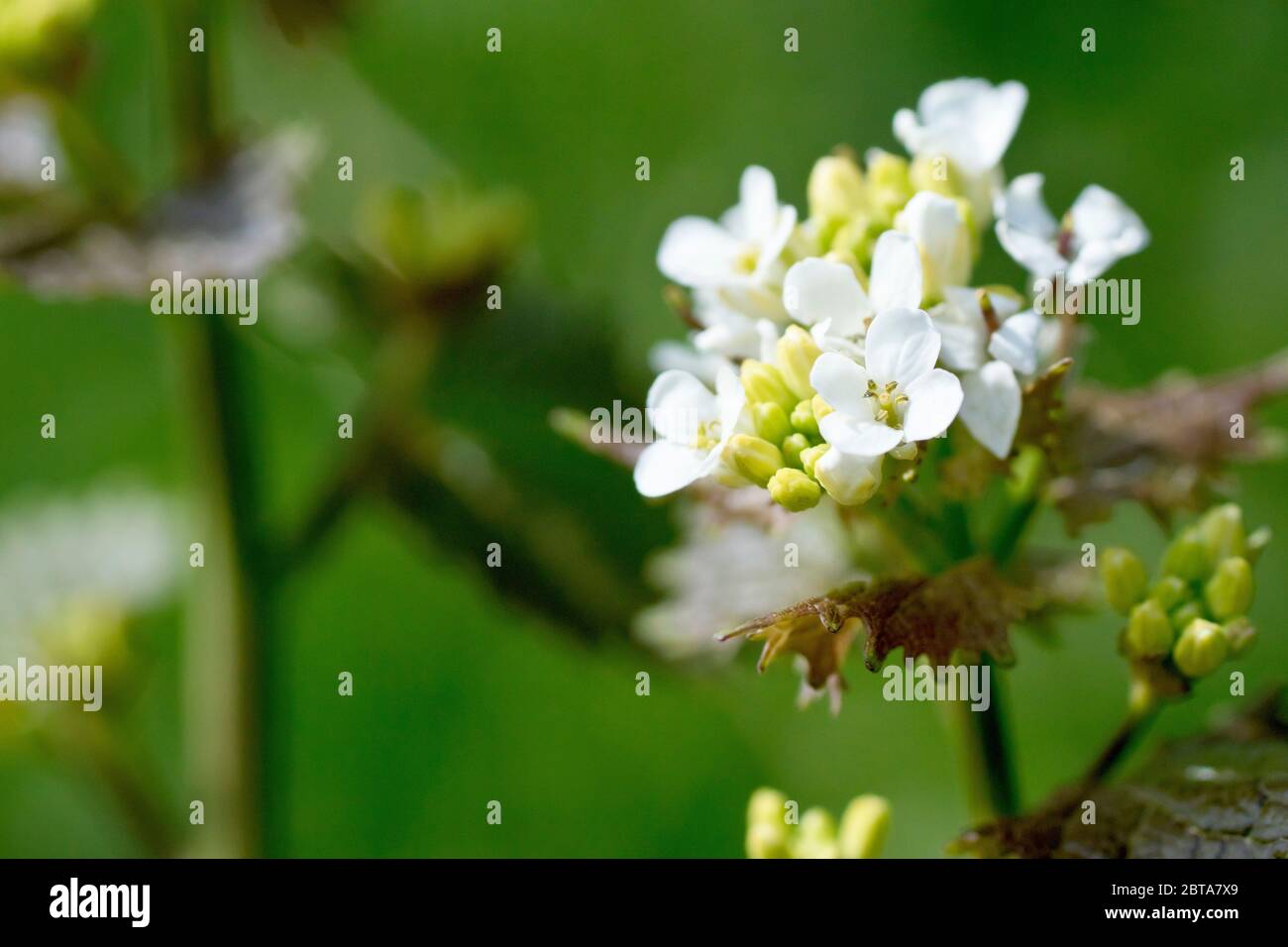 Aglio senape (alliaria petiolata), conosciuto anche come Jack by the Hedge, primo piano mostrando la testa del fiore mentre i fiori iniziano a comparire. Foto Stock