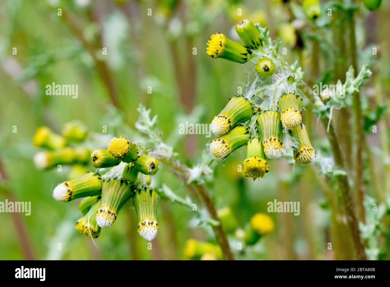Groundsel (senecio vulgaris), primo piano di un paio di grappoli di teste di fiori che mostrano fiori, boccioli e teste di semi non aperte. Foto Stock