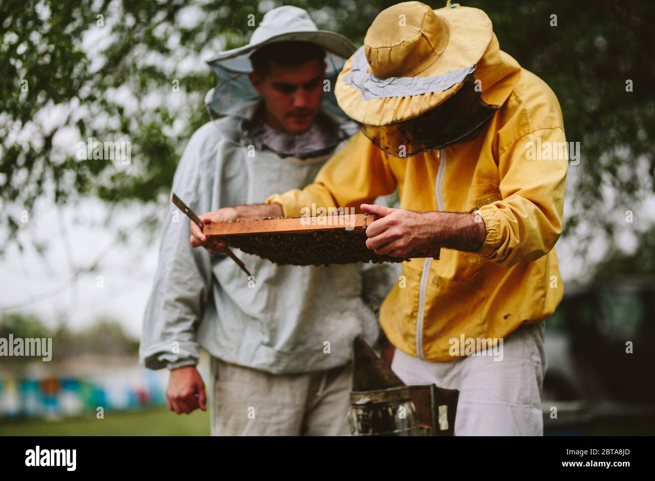 Apicoltori che ispezionano la cornice dell'alveare Foto Stock