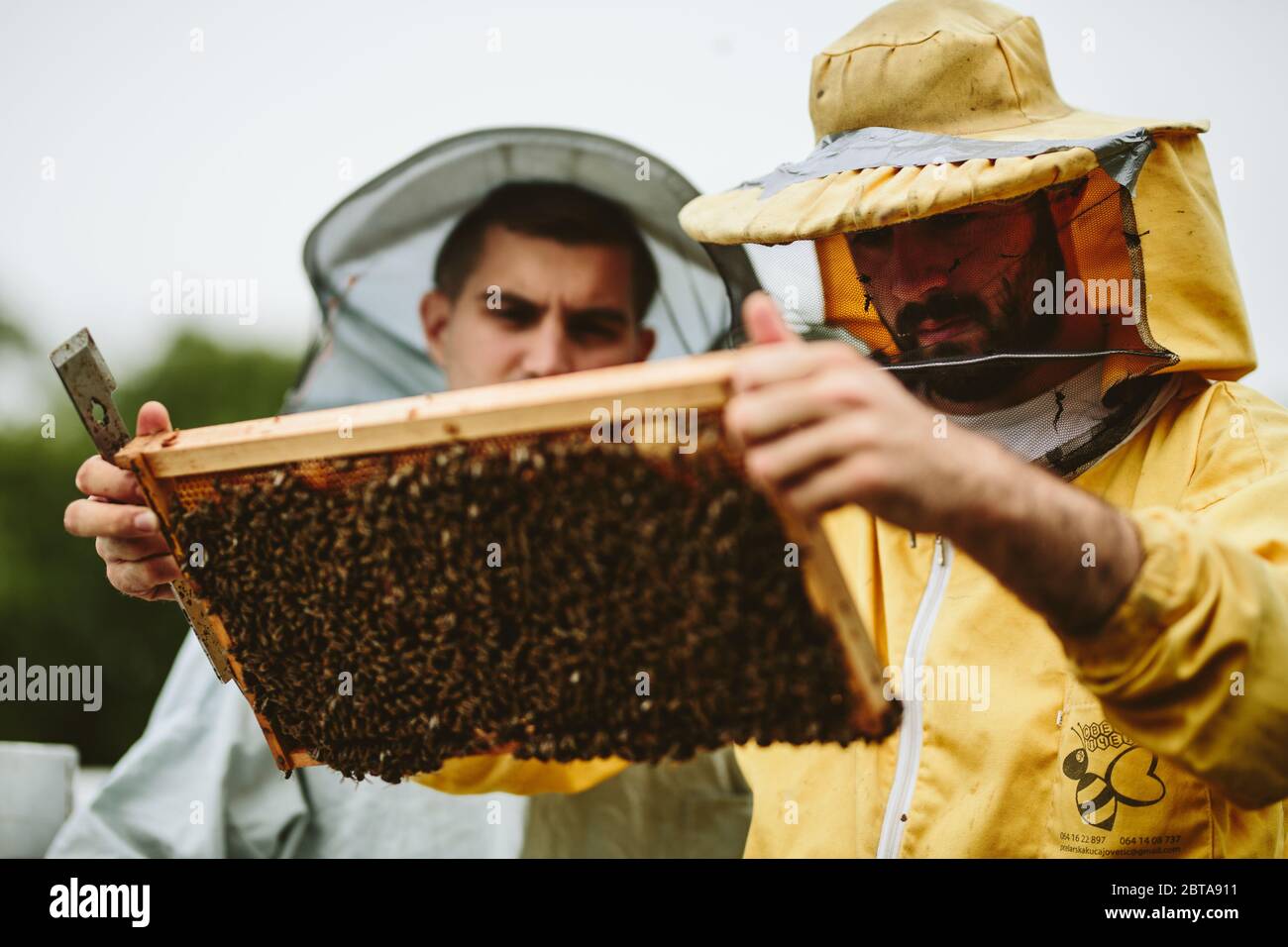 Due apicoltori che lavorano con le api Foto Stock