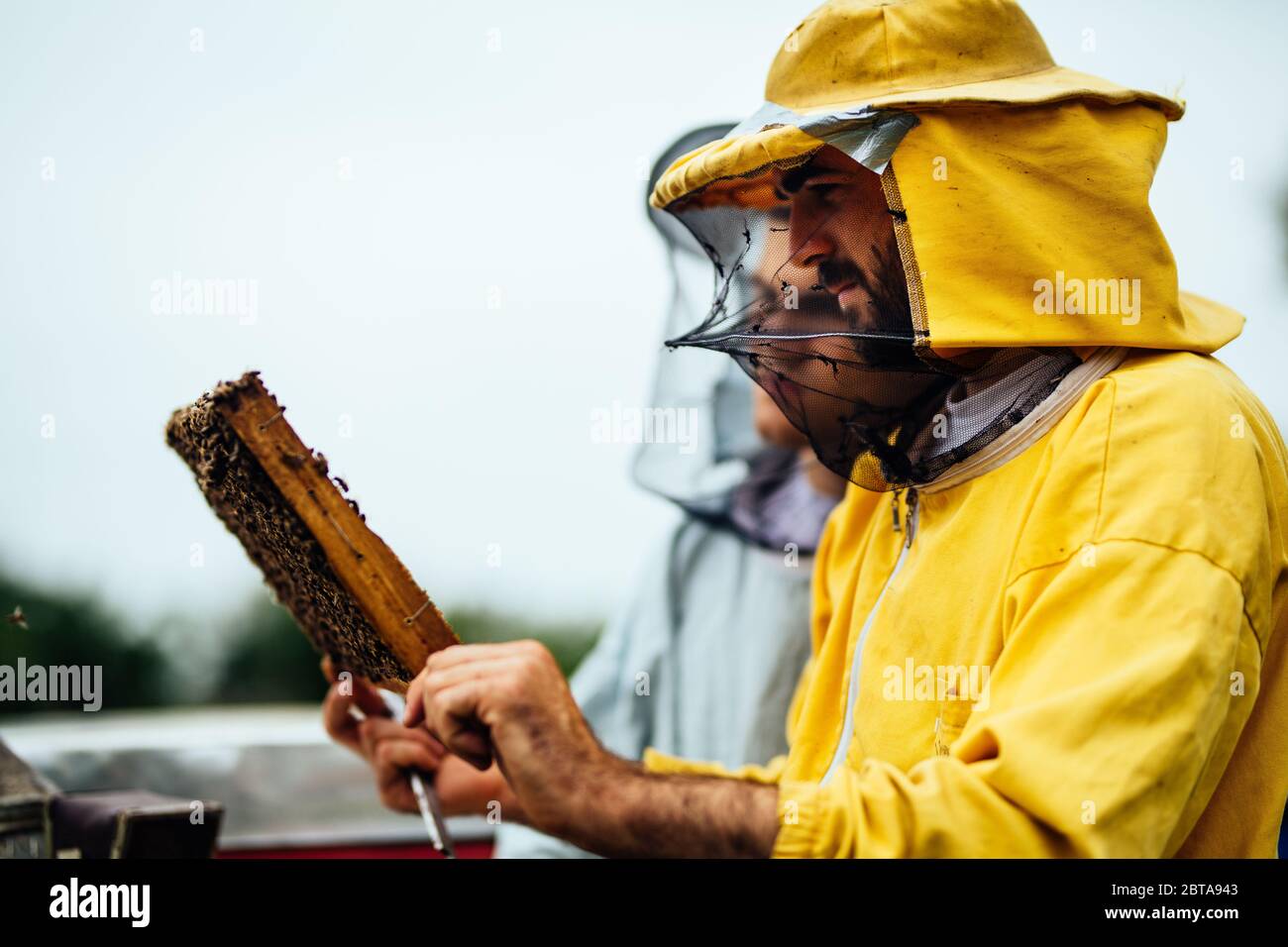 Ispezione della struttura alveare dell'ape Foto Stock