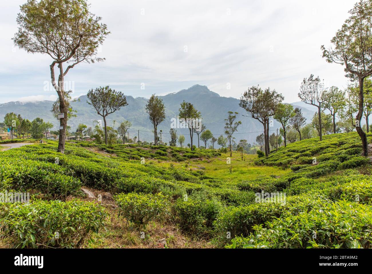 Giardini del tè nelle alture dello Sri Lanka. Foto Stock