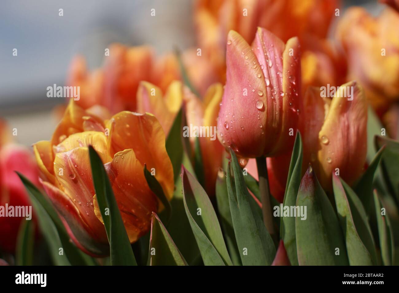 Tulipani rossi e gialli dopo la pioggia in primavera Foto Stock