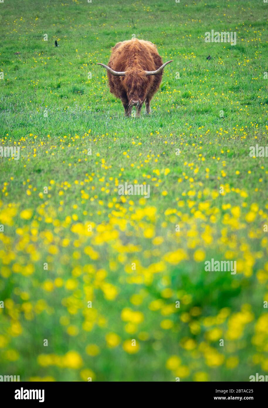 Una bella Highland Cow pascolo in un prato in primavera, con Copy Space Foto Stock