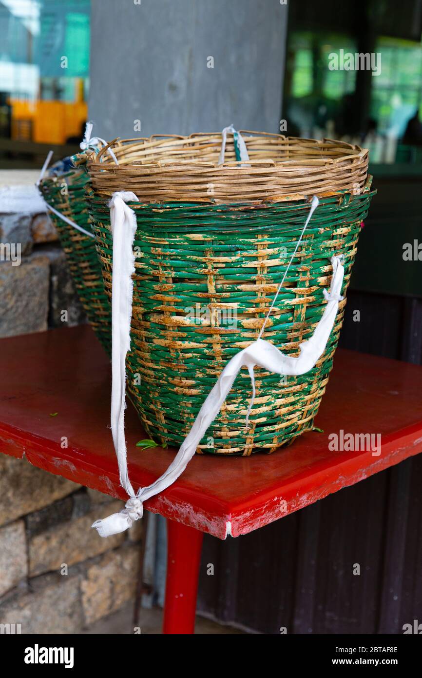 Produzione di tè in Sri Lanka. Introdotto dagli inglesi dopo il caffè fallito. Ora torna principalmente in mani private. Foto Stock