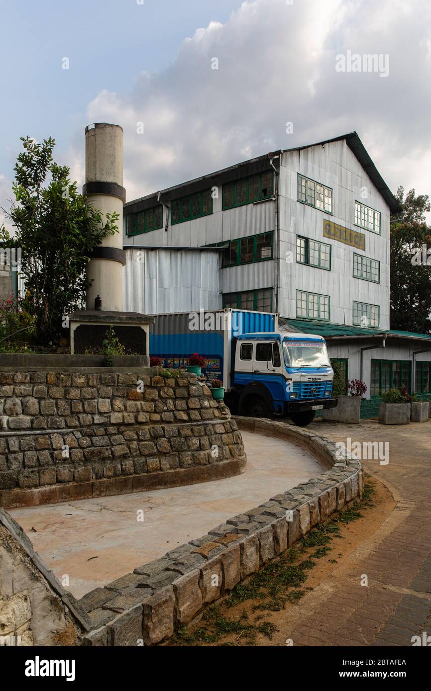 Produzione di tè in Sri Lanka. Introdotto dagli inglesi dopo il caffè fallito. Ora torna principalmente in mani private. Foto Stock