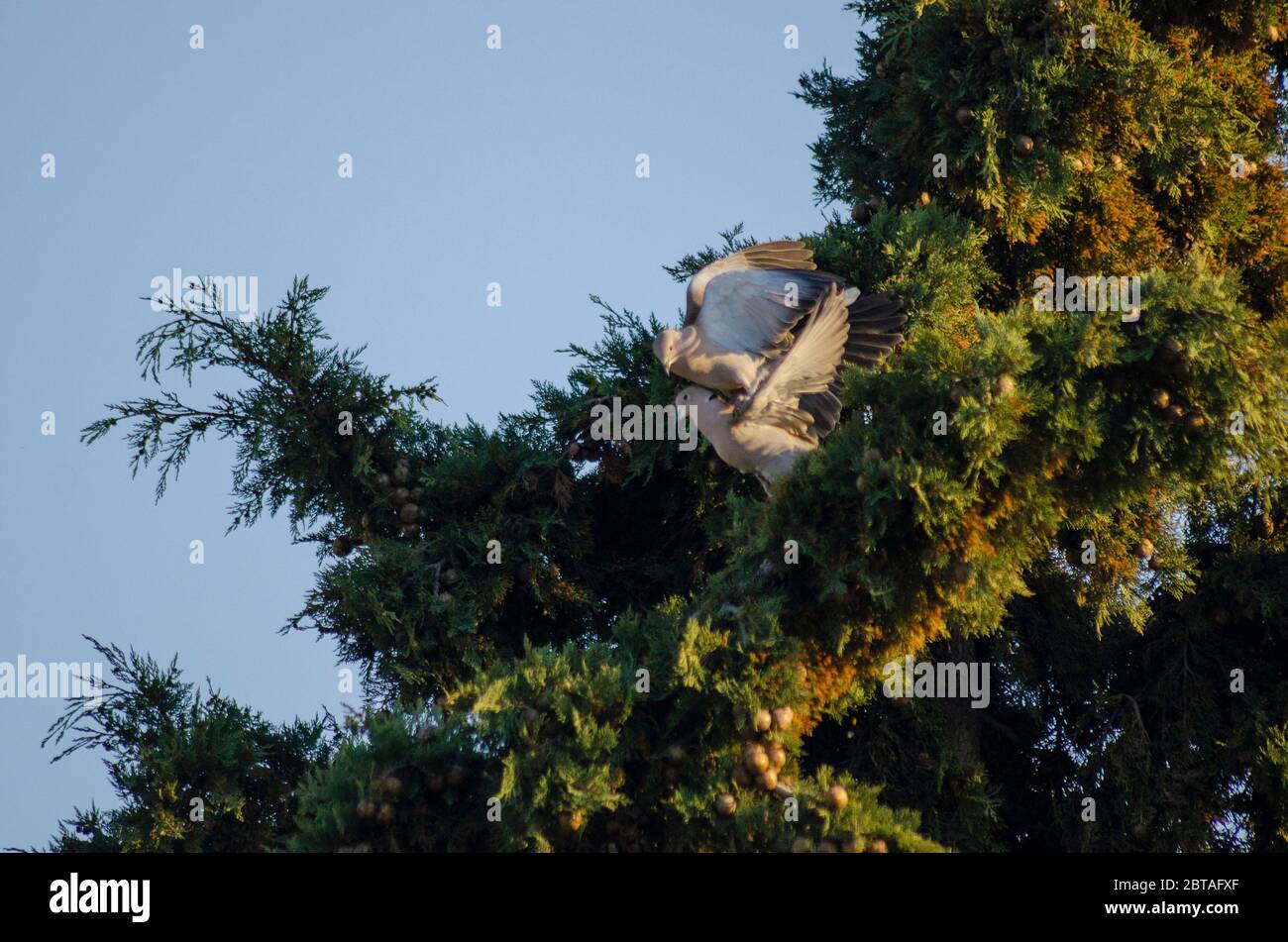 Un paio di colate colate ( Streptopelia decaocto ) che combattono in un albero di Evros Grecia Foto Stock