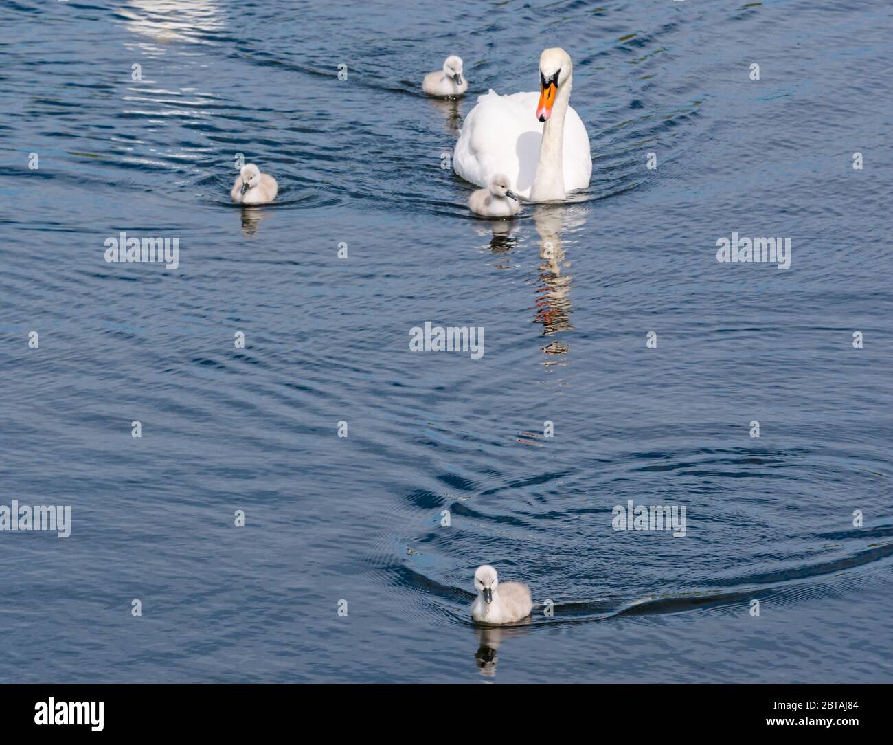 East Lothian, Scozia, Regno Unito, 24 maggio 2020. Regno Unito Meteo: Quattro cygnets di una settimana imparano dai loro genitori muti del cigno in un serbatoio sotto il sole Foto Stock