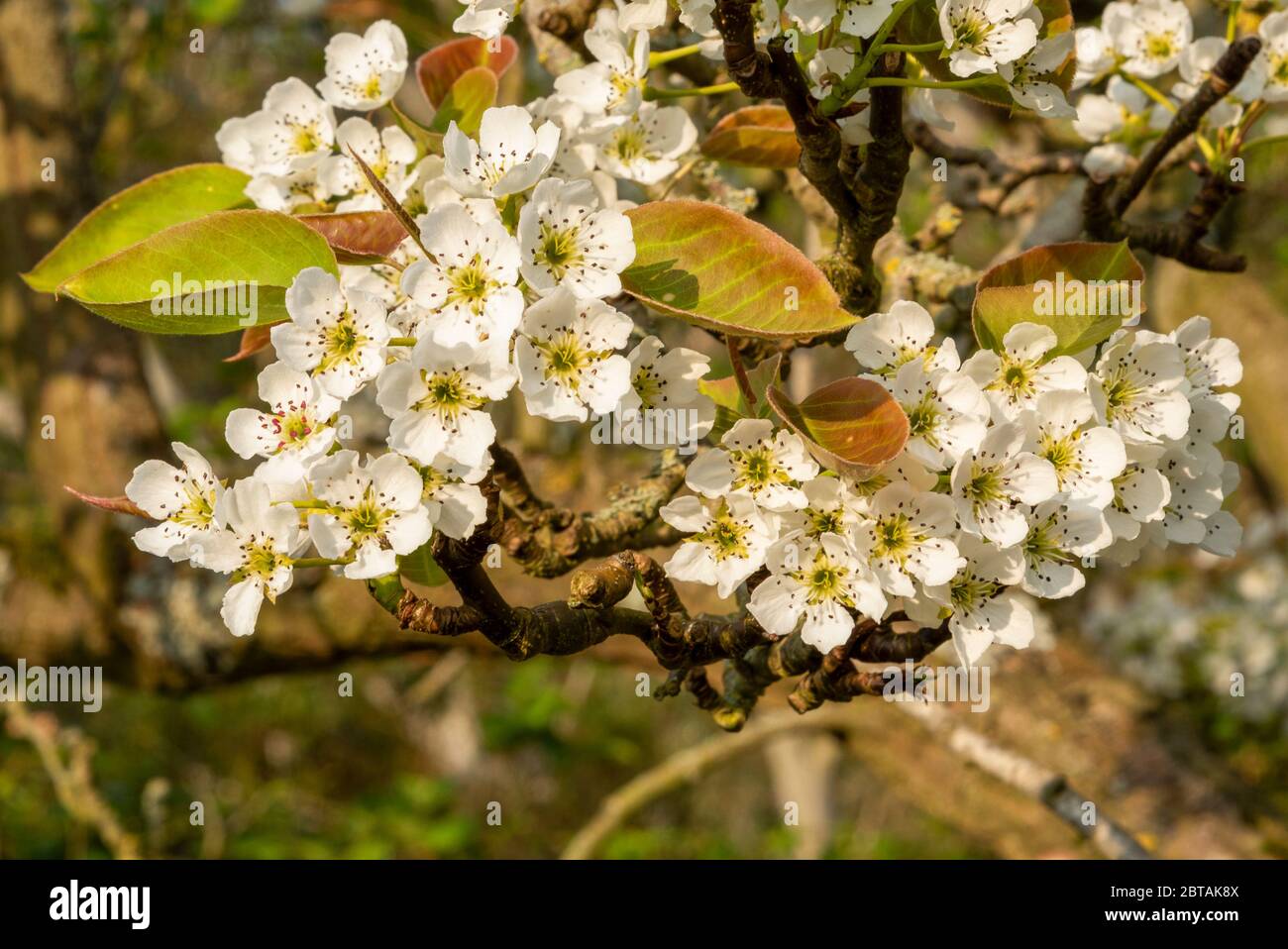Primo piano su Nashi Pear, Pyrus pirifolia. Fioritura bianca in primavera con nuove foglie su sfondo sfocato. Foto Stock