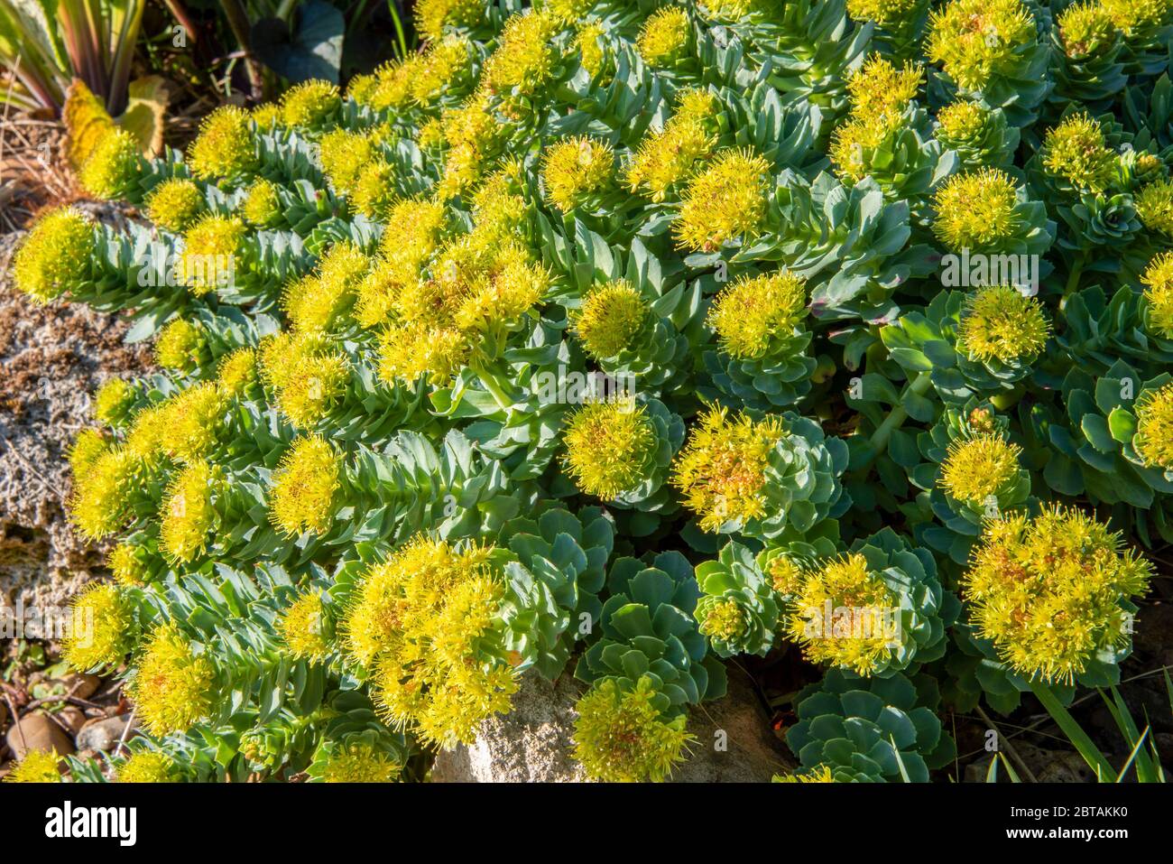 Closeup di RHODIOLA rosea in pieno sole che cresce su parete molto bassa. Foto Stock