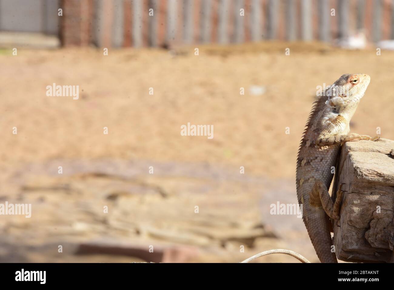 Un camaleonte seduto su un legno in cerca di cibo Foto Stock