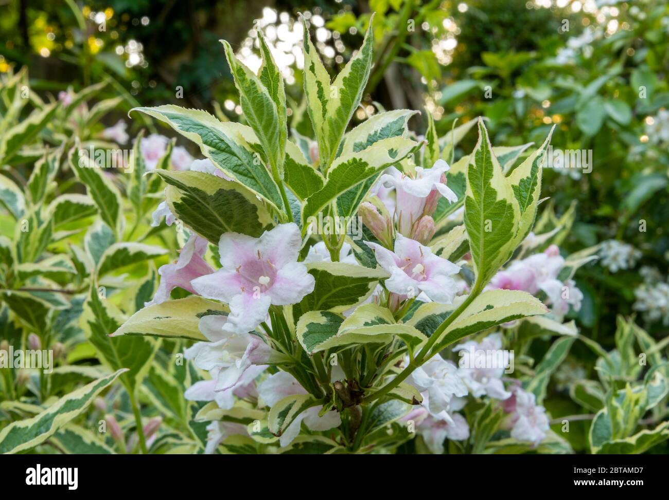 Primo piano di fiori bianchi e rosa Weigela 'Florida variegata' con foglie variegate verdi e gialle. Fiore sfocato e fogliame sullo sfondo. Foto Stock