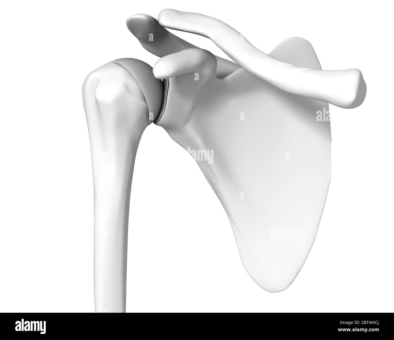 Illustrazione 3D che mostra la spalla umana su sfondo bianco Foto Stock