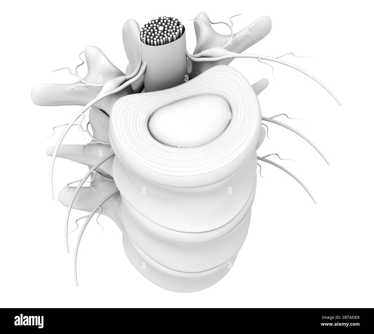 Illustrazione 3D che mostra vertebra lombare con disco intervertebrale, illustrazione 3D medica su sfondo bianco Foto Stock