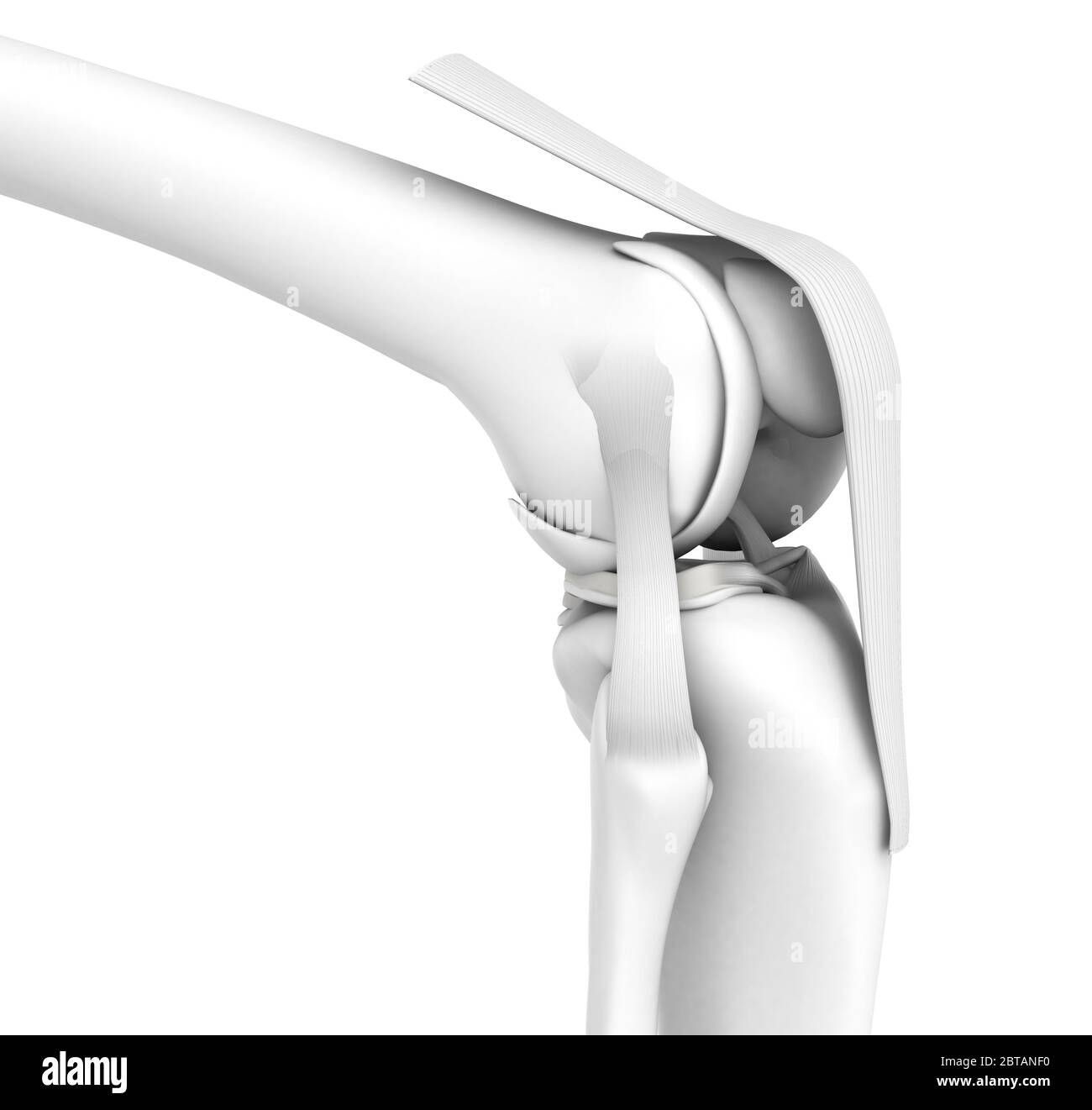 Illustrazione 3D che mostra l'articolazione del ginocchio con femore, tibia, capsula articolare, menisco e legamenti, simulazione medica su sfondo bianco Foto Stock