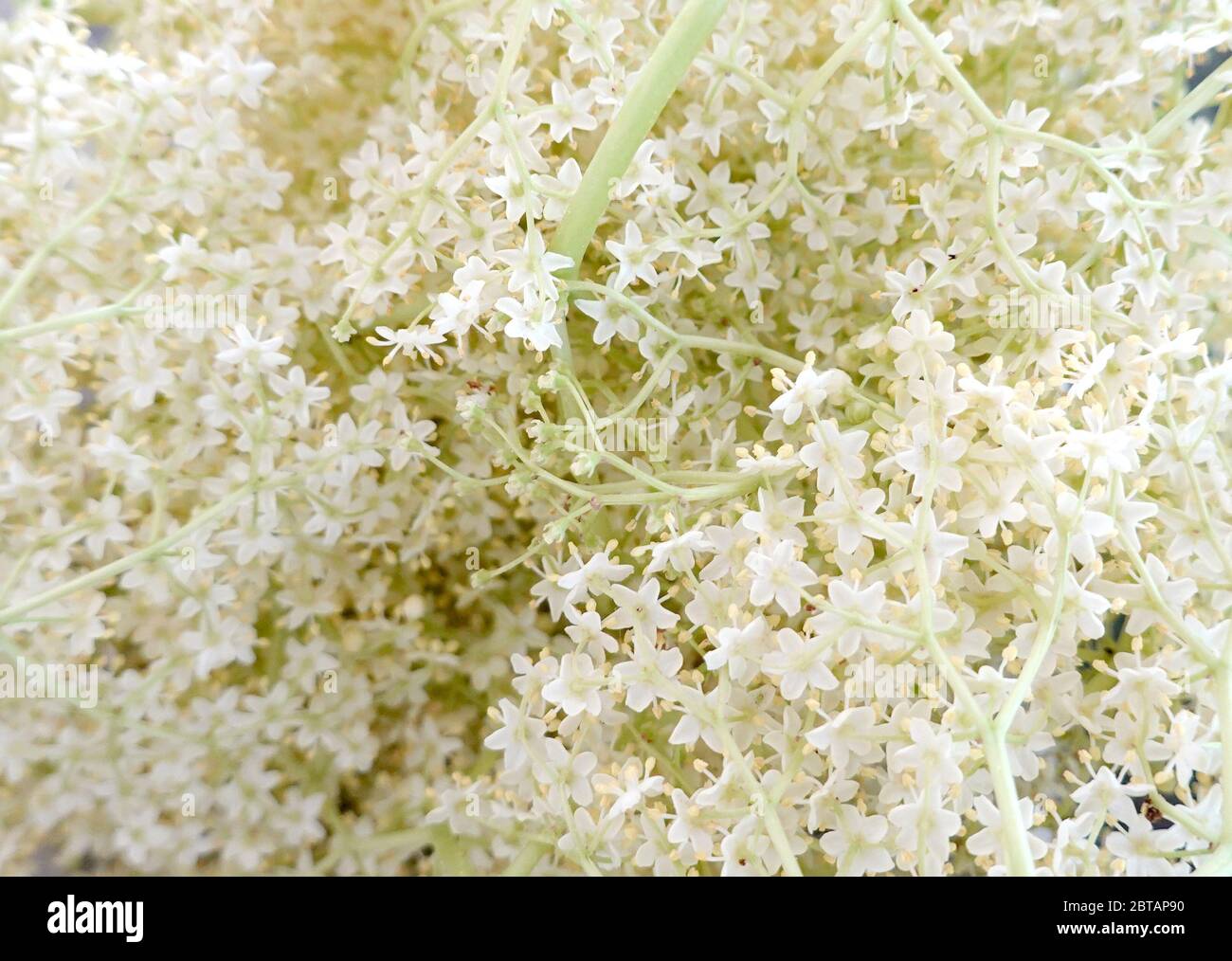 Fiori bianchi più anziani primo piano di fiori, sfondo, texture, concept anziano nero, sambucus nigra, sfondo, texture, concept anziano nero Foto Stock