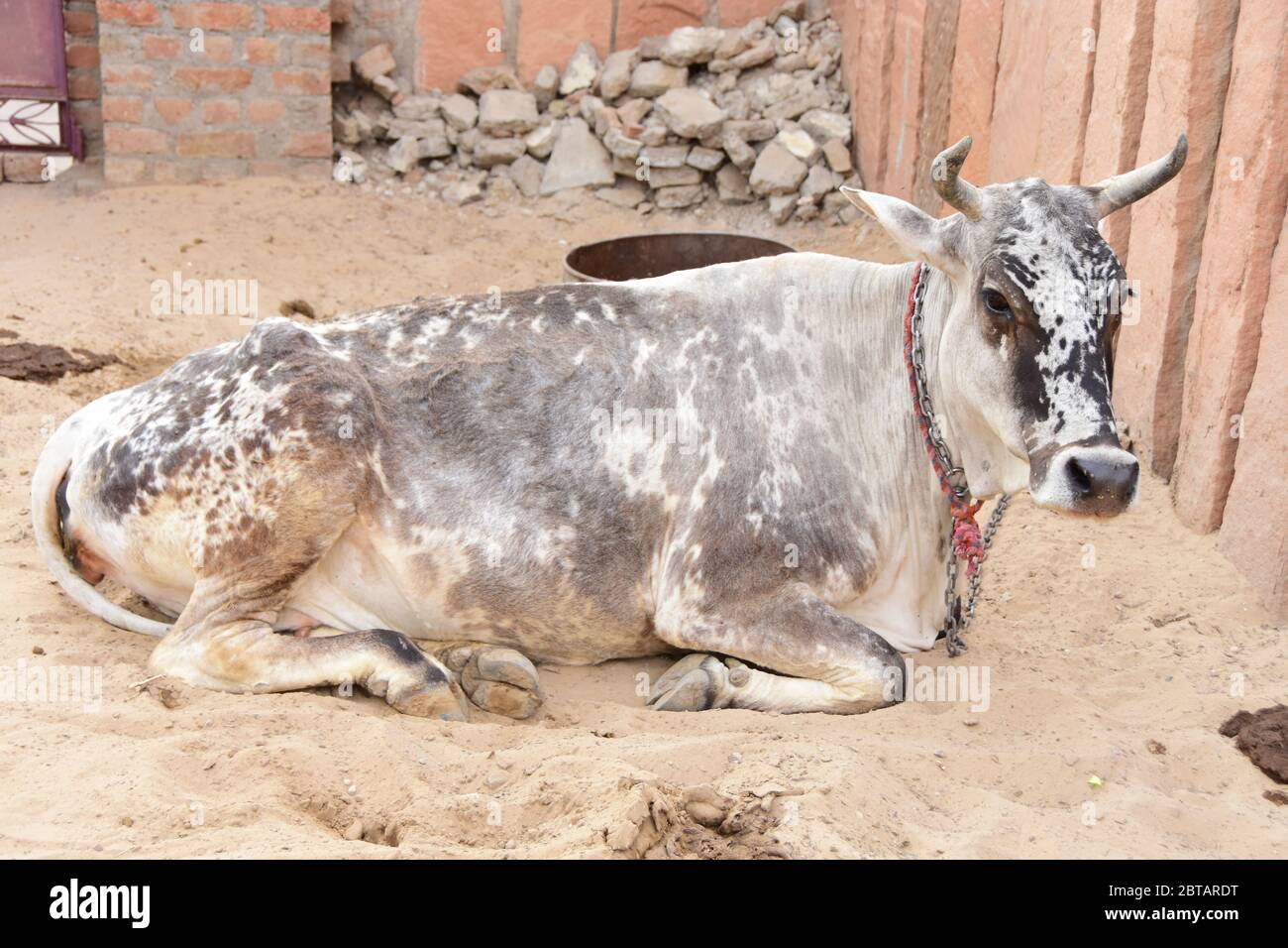 Una mucca in attesa di mangiare dal suo proprietario Foto Stock