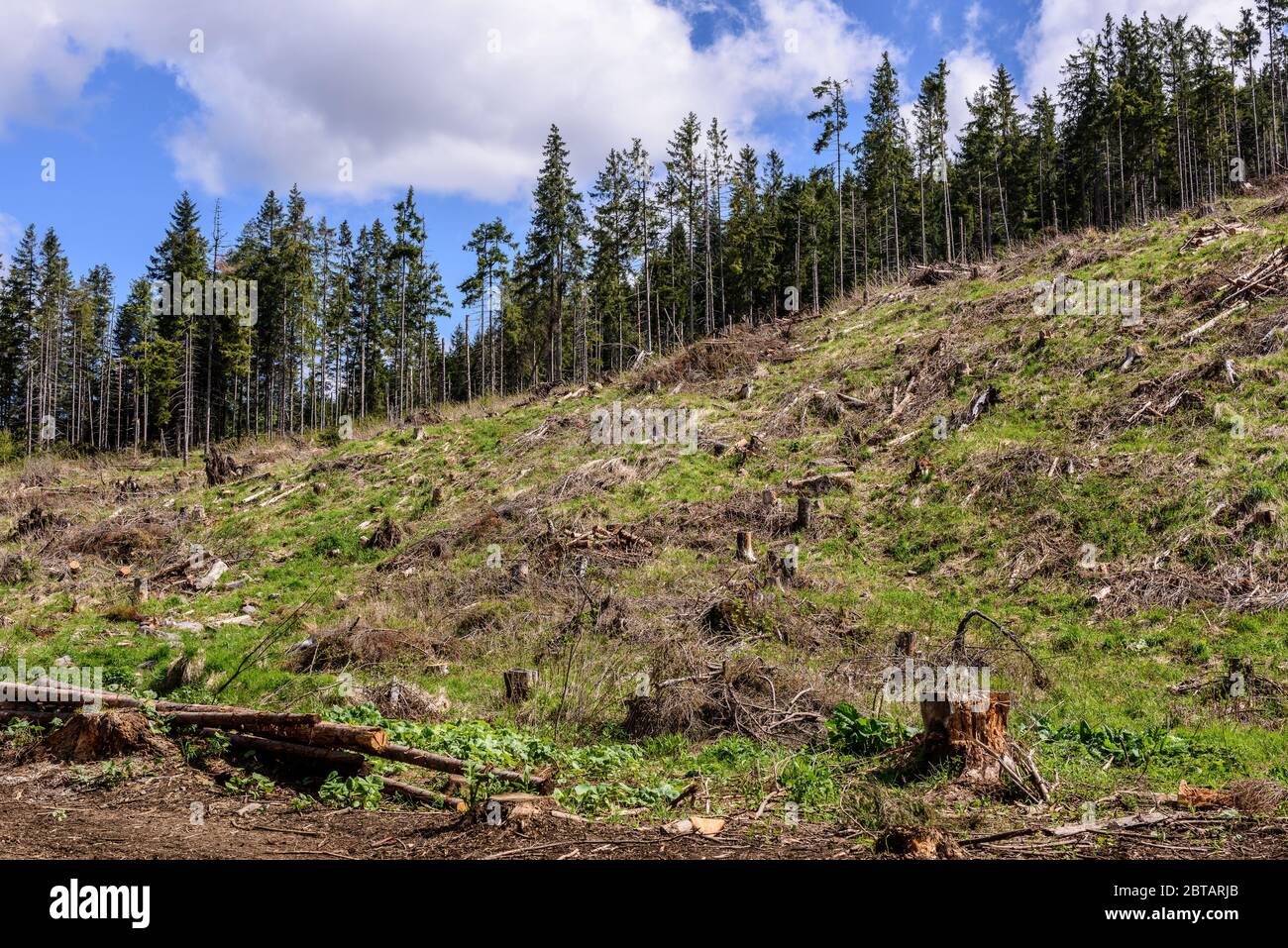 Sfruttamento forestale dei pini nei Carpazi della Romania. Ceppi e tronchi mostrano che uno sfruttamento eccessivo porta a mettere in pericolo la deforestazione Foto Stock