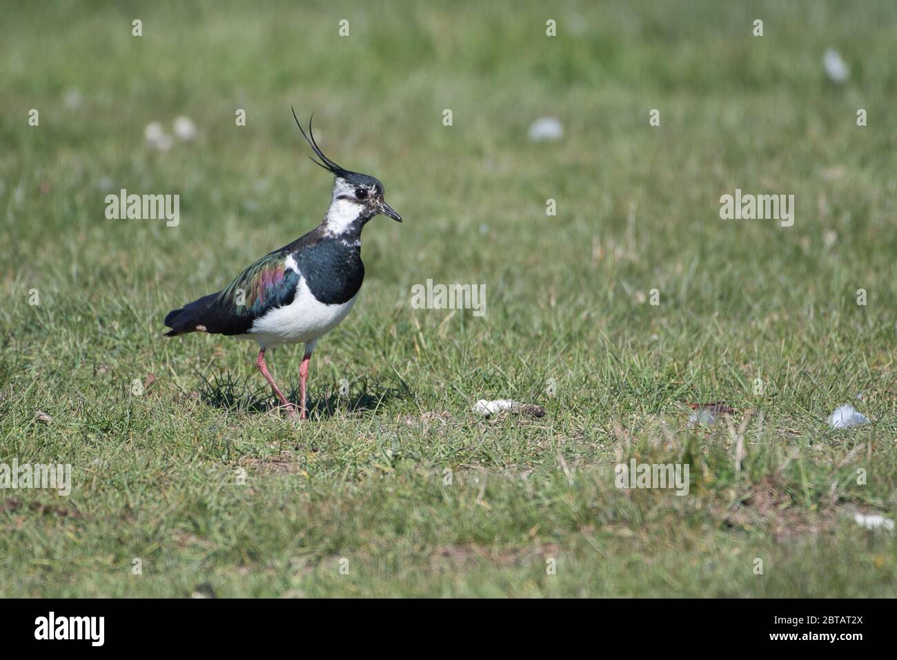 Lappatura settentrionale adulti (Vanellus vanellus) Foto Stock