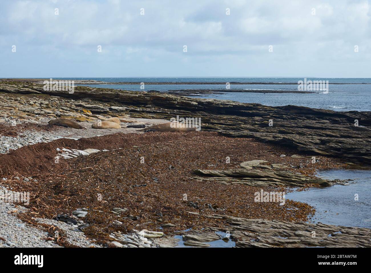 Gruppo di foche dell'Elefante Meridionale (Mirounga leonina), femmine con cuccioli, adagiate su una spiaggia di ghiaia a Elephant Point sull'Isola di Saunders Foto Stock