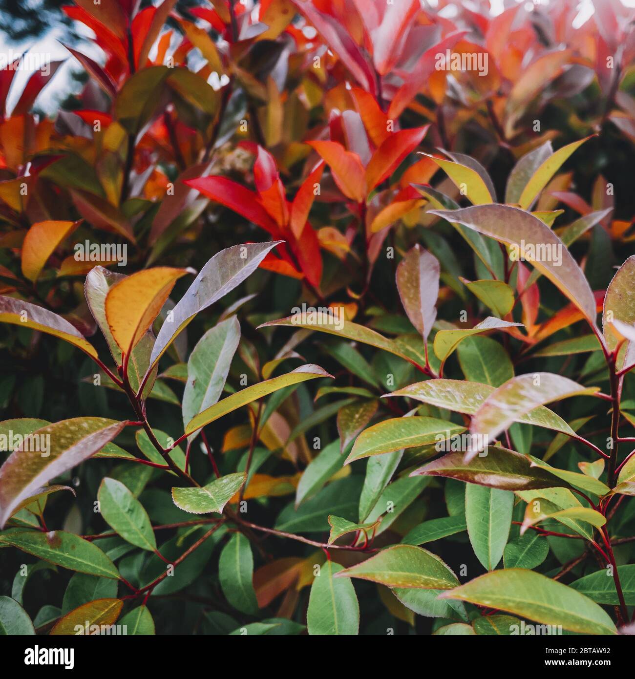 Pianta tropicale foglie. Macro closeup sfondo quadrato Foto Stock