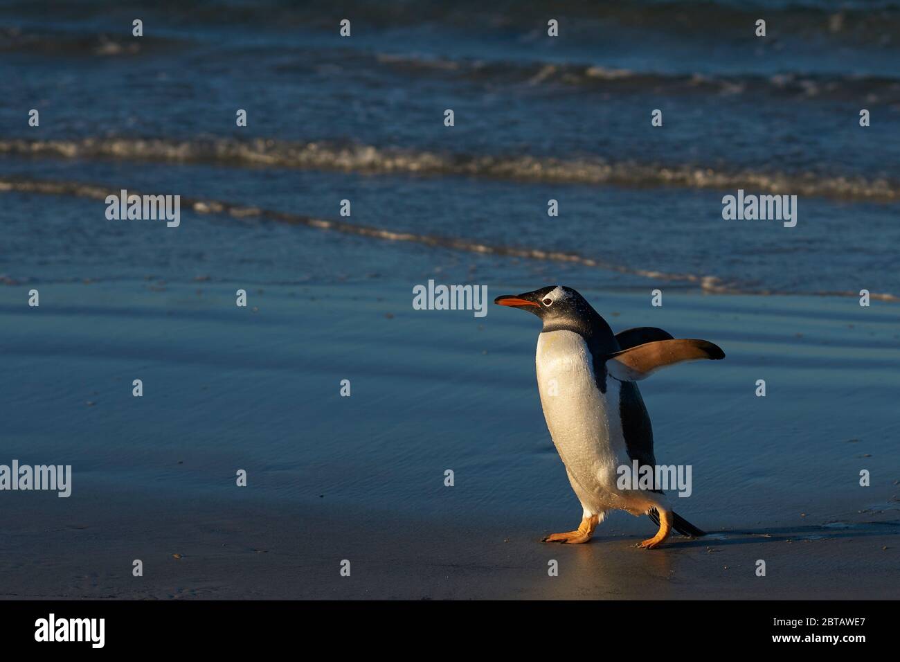 Pinguino Gentoo (Pygoscelis papua) venuta a terra in corrispondenza del collo sul Saunders Island nelle isole Falkland. Foto Stock