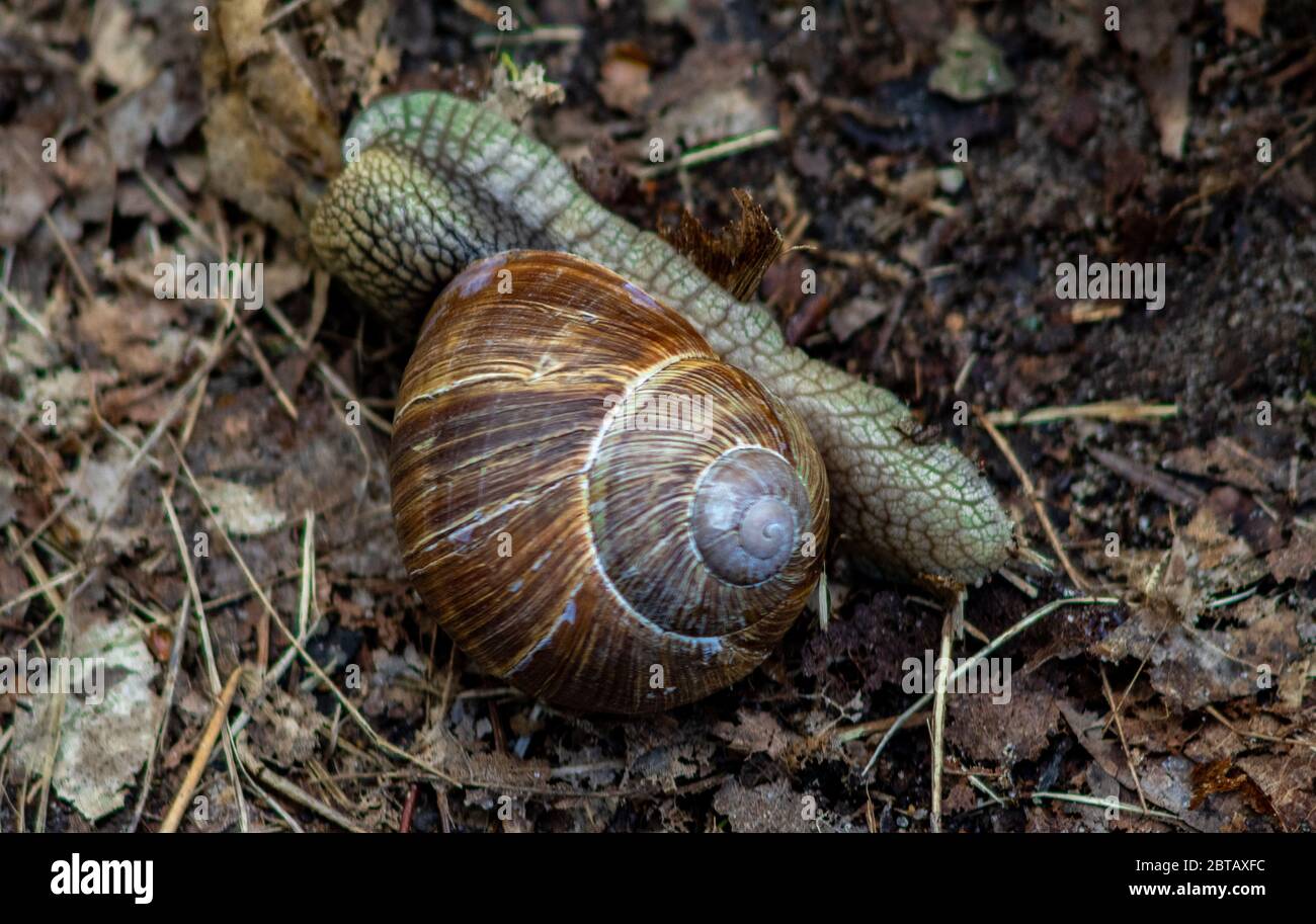 Enorme lumaca su un substrato bagnato nella foresta Foto Stock