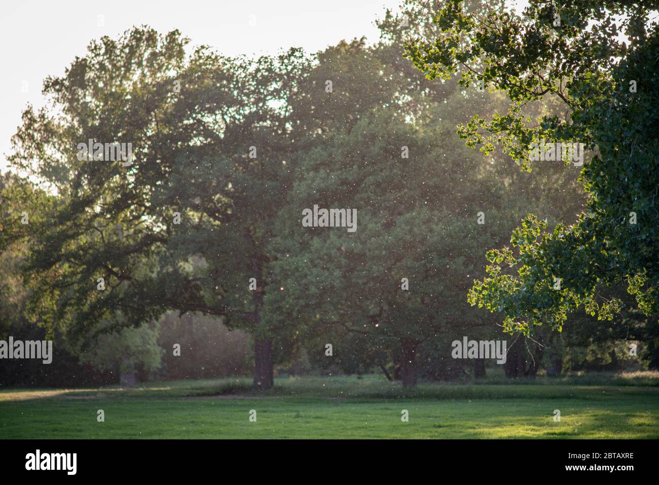 Polline di alberi che volano nel vento su una pianura alluvionale, illuminato dal sole della sera. Foto Stock