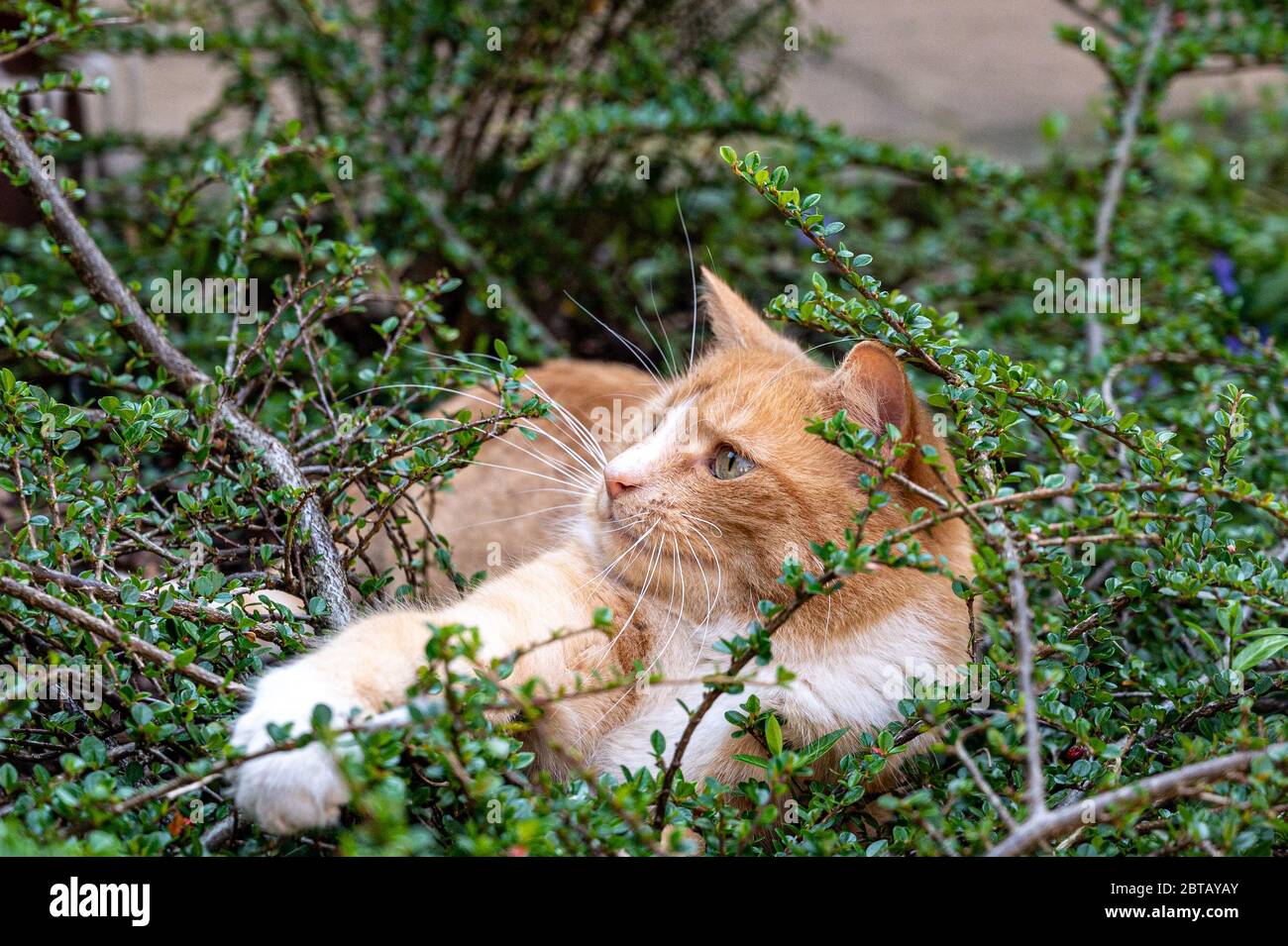 Predator in nascondere. Gatto zenzero domestico nascosto tra arbusti in attesa di piccioni Foto Stock