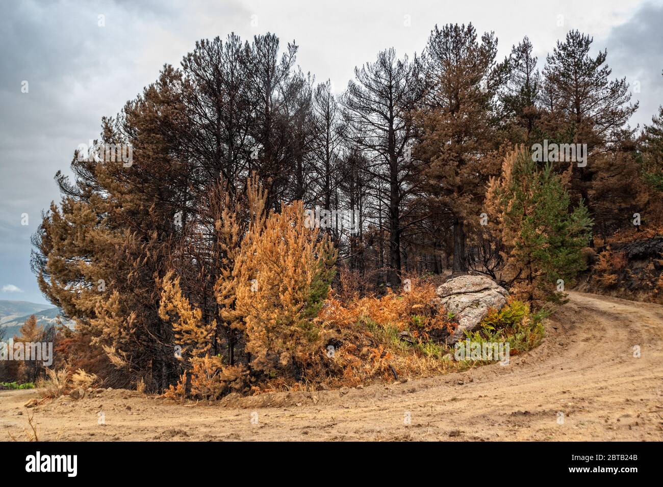 Fuoco forestale durante l'estate nel parco nazionale della Sierra de Guadarrama, tra Madrid e Segovia. Spagna. Paesaggio desolato dove verde felci germoso Foto Stock