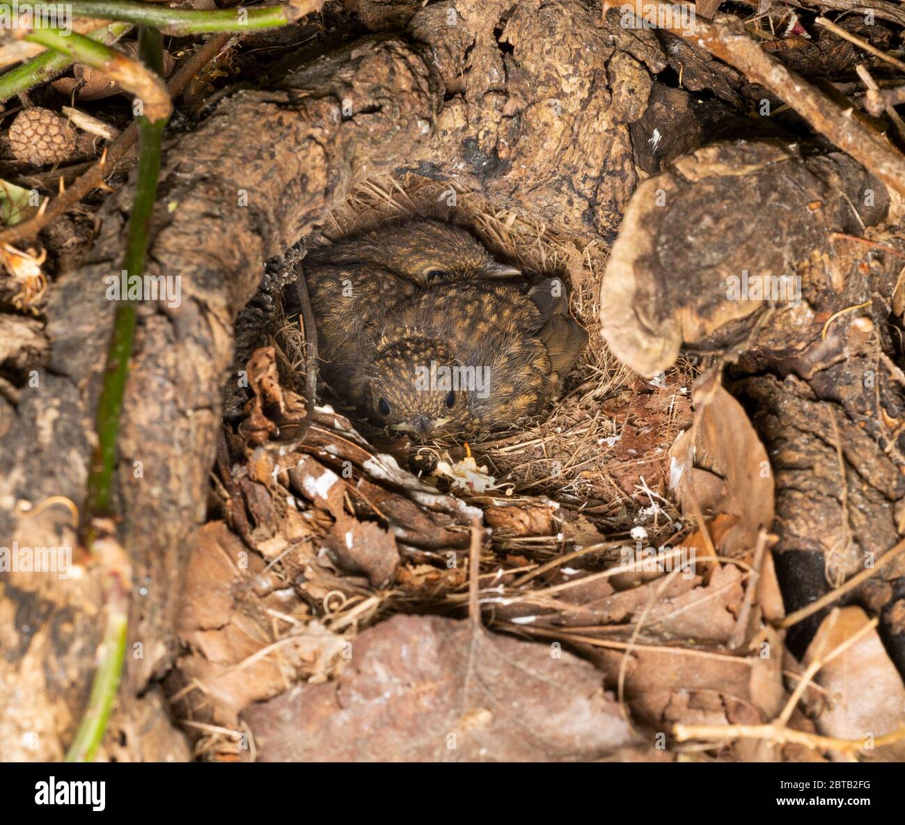 European Robin, Erithacus rubbecula, due fledglings in nido buco in tree stump, Queen's Park, Londra, Regno Unito Foto Stock